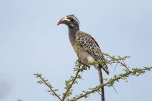 African Gray Hornbill (Lophoceros nasutus)