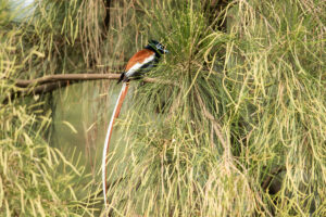 African Paradise-Flycatcher (Terpsiphone viridis)