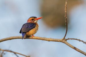 African Pygmy-Kingfisher (Ispidina picta)