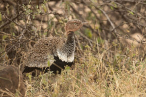 Buff-crested Bustard (Eupodotis gindiana)