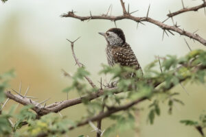 Cardinal Woodpecker (Chloropicus fuscescens)