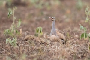 White-bellied Bustard (Eupodotis senegalensis)