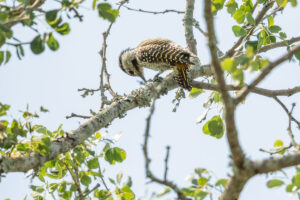 Cardinal Woodpecker (Chloropicus fuscescens)