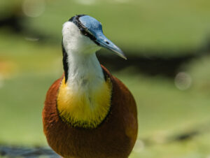 African Jacana (Actophilornis africanus)