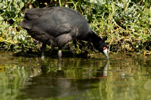 Red-knobbed Coot (Fulica cristata)