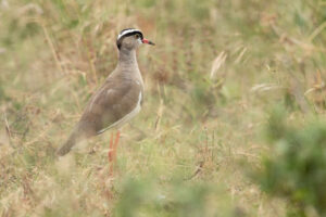 Crowned Lapwing (Vanellus coronatus)