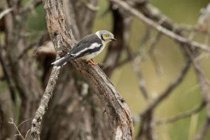 White Helmetshrike (Prionops plumatus)