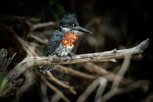 Giant Kingfisher (Megaceryle maxima)