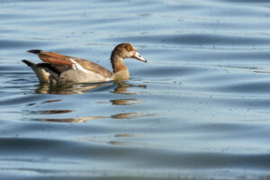 Egyptian Goose (Alopochen aegyptiaca)