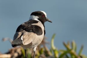 Blacksmith Lapwing (Vanellus armatus)