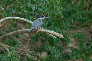 Giant Kingfisher (Megaceryle maxima)