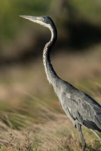 Black-headed Heron (Ardea melanocephala)