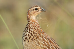 Crested Francolin (Dendroperdix sephaena)