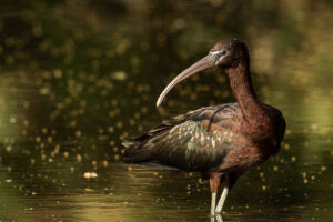 Glossy Ibis (Plegadis falcinellus)