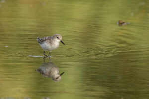 Little Stint (Calidris minuta)