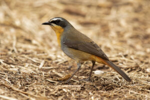Cape Robin-Chat (Cossypha caffra)
