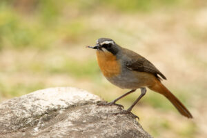 Cape Robin-Chat (Cossypha caffra)