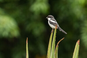 Southern (Common) Fiscal (Lanius collaris)