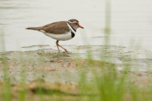 Three-banded Plover (Charadrius tricollaris)