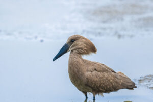 Hamerkop (Scopus umbretta)