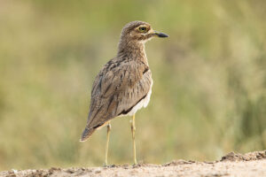 Water Thick-knee (Burhinus vermiculatus)