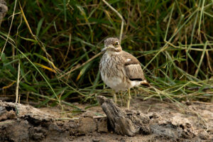 Water Thick-knee (Burhinus vermiculatus)