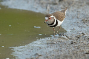 Three-banded Plover (Charadrius tricollaris)