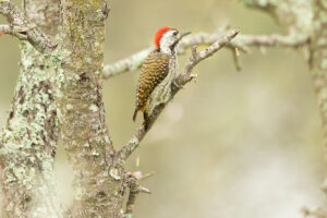 Cardinal Woodpecker (Chloropicus fuscescens)