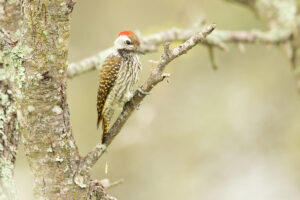 Cardinal Woodpecker (Chloropicus fuscescens)