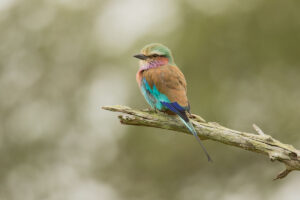 Lilac-breasted Roller (Coracias caudatus)