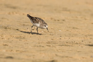 Little Stint (Calidris minuta)