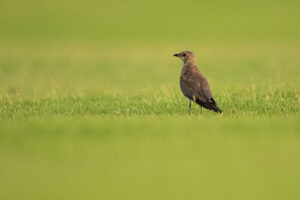 Collared Pratincole (Glareola pratincola)