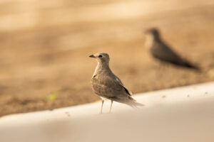 Collared Pratincole (Glareola pratincola)