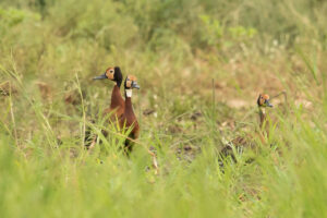 White-faced Whistling-Duck (Dendrocygna viduata)