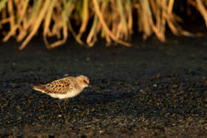 Little Stint (Calidris minuta)