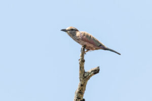 Rufous-crowned Roller (Coracias naevius)