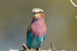 Lilac-breasted Roller (Coracias caudatus)