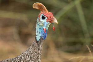 Helmeted Guineafowl (Numida meleagris)