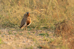 Temminck’s Courser (Cursorius temminckii)