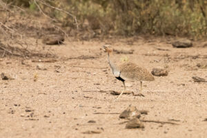 Buff-crested Bustard (Eupodotis gindiana)