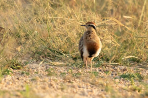 Temminck’s Courser (Cursorius temminckii)