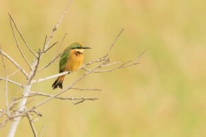 Little Bee-eater (Merops pusillus)