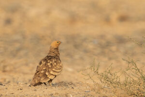 Chestnut-bellied Sandgrouse (Pterocles exustus)