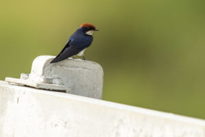 Wire-tailed Swallow (Hirundo smithii)