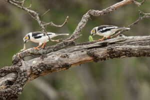 White Helmetshrike (Prionops plumatus)