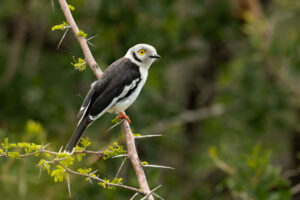 White Helmetshrike (Prionops plumatus)