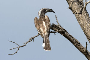 African Gray Hornbill (Lophoceros nasutus)