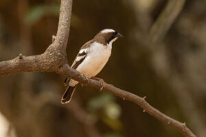 White-browed Sparrow-weaver (Plocepasser mahali)