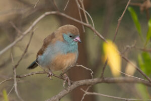 Red-cheeked Cordonbleu (Uraeginthus bengalus)