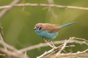 Red-cheeked Cordonbleu (Uraeginthus bengalus)